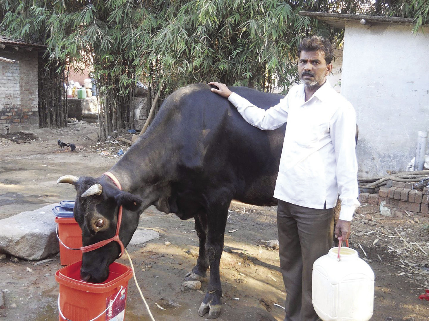 Cow project